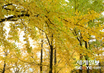 [사진in세상] 가을의 절정 그리고 겨울