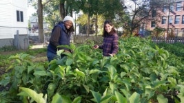 신선한 채소로 홈리스 돕는 도심 속 ‘숨은 천사의 농장’