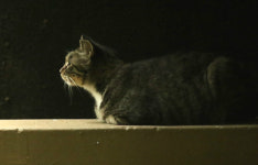 [S 스토리] ‘둔촌냥이’를 부탁해!