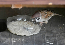 [포토에세이] 기사식당 마루 밑 ‘참새들의 식당’