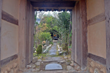 설움 머금고… 샛노오란 꽃비 내리다