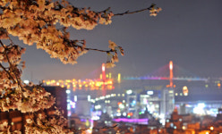 [여행] 짧아진 봄… 늦기 전에 부산행