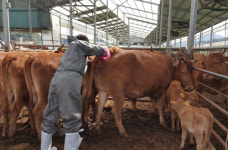 ‘한우의 무덤’ 옥천, 브루셀라병 차단 총력