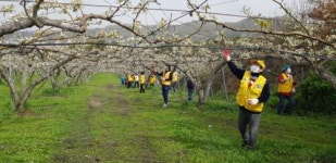 천안 적십자 회원, 선문대 학생들 배 화접 봉사활동 구슬땀