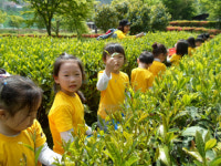 ‘초의선사 마시던 녹차’ 직접 만들어요