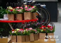 [사진in세상] 어버이날 카네이션 왜 안 팔렸을까..텅 빈 주머니에 깊은 한숨