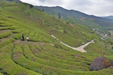 산·바다·들·강 오롯이 한 곳에… 차 시배지 경남 하동