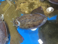 ‘참갑오징어 지혈제’ 민간요법 눈에 띄네!