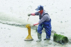 산란용 어미낙지 방류…신안 낙지목장에 방류