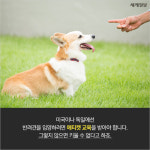 [카드뉴스]우리 개는 안 짖어요… 여름철 더 심해지는 층견(犬)소음