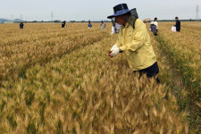 선거 때문에 … 농촌 일손 구하기 힘드네