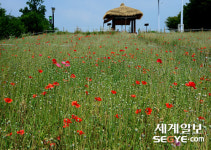 [사진in세상] 붉은 유혹 양귀비