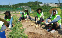 농협 상호금융소비자보호부, 고령농가 감자수확 일손돕기 나서