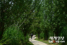 [사진in세상] 하늘을 보며 가로수 길을 걸어요