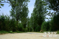 [사진in세상] 하늘을 보며 가로수 길을 걸어요
