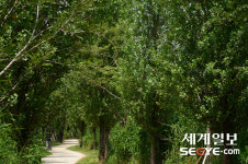 [사진in세상] 하늘을 보며 가로수 길을 걸어요