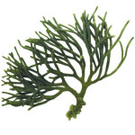 [우리땅,우리생물] 청각