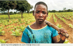 [세계는 지금] 당신은 이 소년이 수확한 담뱃잎을 태우고 있을지도 모릅니다