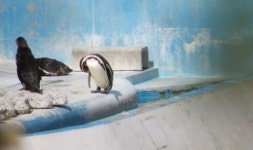 일본 아쿠아리움, 폐관 뒤 돌고래,펭귄 7개월째 방치