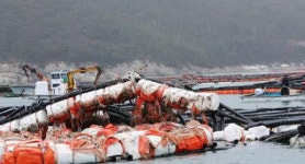고수온·태풍에 전남 양식장… 피해 신고액 900억원 육박