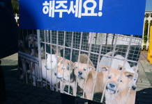 개와 고양이는 왜 도살돼야 하나...동물보호단체 도살금지법 촉구[사진in세상]