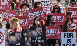 “모피 의류·동물실험 퇴출하자”… 자성 움직임 [S스토리]