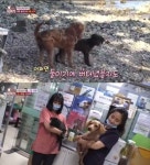 동물농장 통영 무인도에 버려진 견공 두 마리 구출…정선희 분통