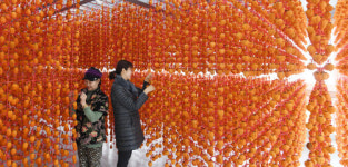 [포토] 곶감이 주렁 주렁