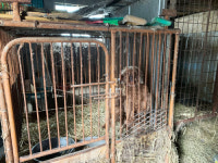 개농장 그만둔 게 가장 잘한 일 한 농장주의 고백 [밀착취재]