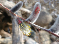 봄아 어서 와~ 하얀 솜털 내민 버들강아지 [사진in세상]