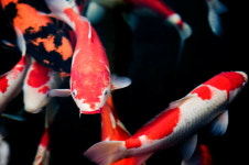 물고기 한 마리가 23억원? 세계를 놀라게 한 日 비단잉어