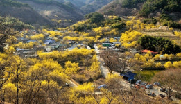 봄 나들이 관광객들 모여라~ 구례산수유꽃축제로