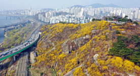 개나리 뒤덮인 응봉산 