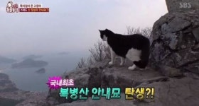 ‘북병산 안내묘’ 등산객들에게 길 안내 하는 고양이가 있다