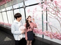 [포토] 롯데월드, 벚꽃놀이를 더욱 특별하게 