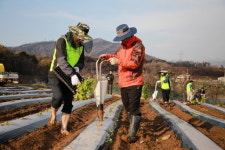 엽연초생산협동조합, 산불피해 지역 잎담배 재배 농가에서 봉사활동