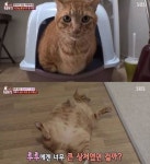 동물농장 허리 31인치 뚱냥 루루가 먹는 양 적어도 살찐 이유는?