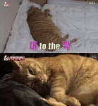 동물농장 허리 31인치 뚱냥 루루가 먹는 양 적어도 살찐 이유는?