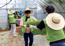 [포토] 농협재단, 농촌 마을 일손 도우며 풍년농사 기원