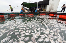 온난화에… 수산 양식환경 ‘급변’ 