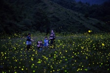 ‘별과 반딧불이, 그리고 영화…’ 무주산골영화제 5일 개막