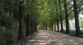 담양군 메타세쿼이아길 ‘입장료 갈등’ 증폭