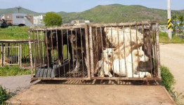 살리려고 데리고 왔다…국회 앞 개들과 노숙 시위 한 달 [어떻게 생각하십니까]