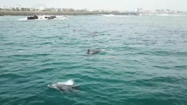 제주 모슬포 바다서 남방큰돌고래 참돔 사냥 장면 포착