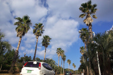 제주 중문관광단지 야자수 다시 심는다