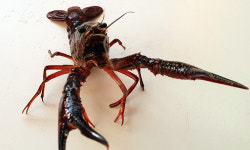 생태계 교란 주범 ‘미국 가재’ 전북서 발견