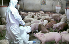 환경오염 우려 돼지 축사 불허 영동군, 행정소송 승소