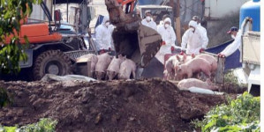 [속보] 경기 화성에서 아프리카돼지열병 의심신고