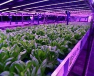 스마트팜에 관심 갖는 농업 불모지 UAE