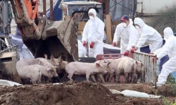 [속보] 국방부 DMZ 부근 헬기로 방역… 북한에 통보